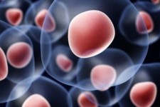 لزوم تقویت بانک اطلاعاتی HLA انتقال خون