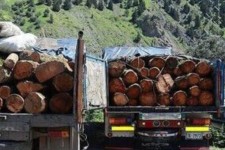 کشف 12 تن چوب قاچاق در صحنه