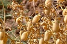 کل بذر نخود کشور در کرمانشاه تولید می‌شود