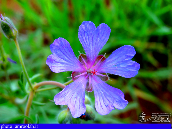 شکوفه های باغات شهرستان صحنه در فصل بهار