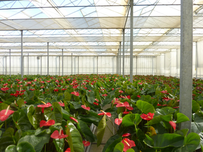 صحنه بیشترین سطح زیر کاشت گل های صادراتی را در استان دارد صحنه بیشترین سطح زیر کاشت گل های صادراتی را در استان دارد