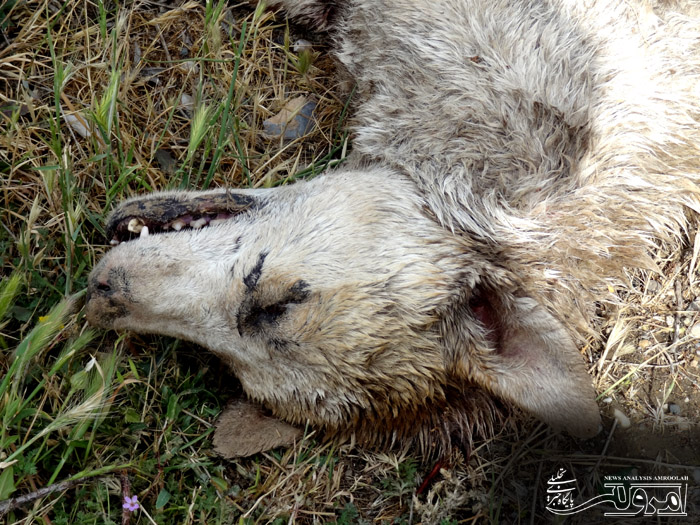 سرب داغ سودجویان بر تن حیوانات وحشی می نشیند/ تراژدی کشتن گونه های نادر حیوانی در صحنه سرب داغ سودجویان بر تن حیوانات وحشی می نشیند/ تراژدی کشتن گونه های نادر حیوانی در صحنه
