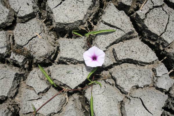 کاهش بارندگی کرمانشاه 2 برابر میانگین کشور است درگیر خشکسالی هستیم کاهش بارندگی کرمانشاه 2 برابر میانگین کشور است درگیر خشکسالی هستیم
