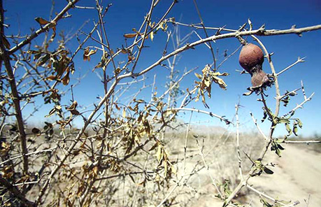 ۱۰۰۰۰میلیارد ضرر تب ولرز زمین به کشاورزی/زراعت کرمانشاه بیمه نیست ۱۰۰۰۰میلیارد ضرر تب ولرز زمین به کشاورزی/زراعت کرمانشاه بیمه نیست