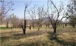 رنج بی‌حاصل باغداران کرمانشاهی / خسارت 223 میلیاردی سرما به باغات کرمانشاه