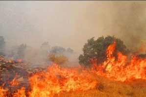 30 هکتار از جنگلها و مراتع کوه کچل و قلاجه گیلانغرب سوخت/ شایعه آتش سوزی تعمدی