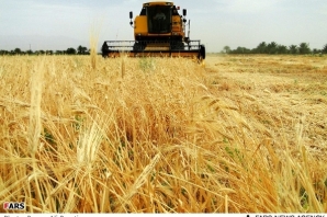 پیش بینی برداشت 6800تن جو از مزارع شهرستان هرسین
