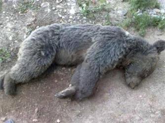  تلف شدن یک قلاده خرس قهوه ای در ماهیدشت کرمانشاه