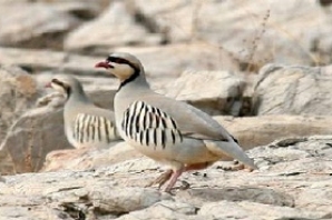 دستگیری 2 تن از شکارچیان ثلاث باباجانی / 6 قطعه کبک در دامان طبیعت رها سازی شد