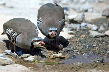 مرکز تیمار حیات وحش کرمانشاه افتتاح شد