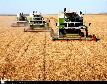 خرید تضمینی گندم از کشاورزان استان کرمانشاه به 82 هزار تن رسید