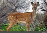 9 راس "گوزن زرد" در داربادام قلاجه نگهداری می‌شود