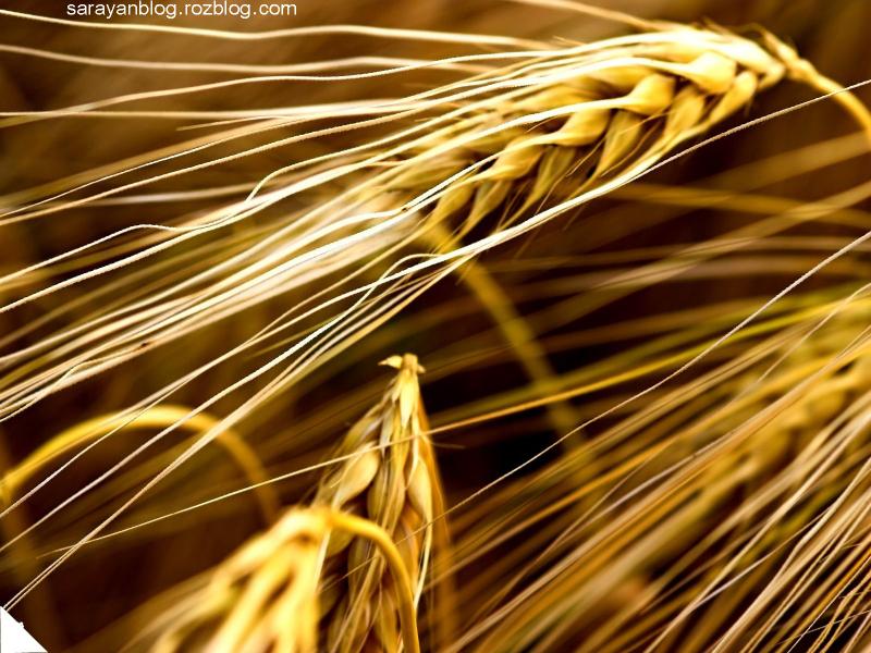 جهش واردات کالاهای اساسی/ رکوردشکنی واردات گندم جهش واردات کالاهای اساسی/ رکوردشکنی واردات گندم