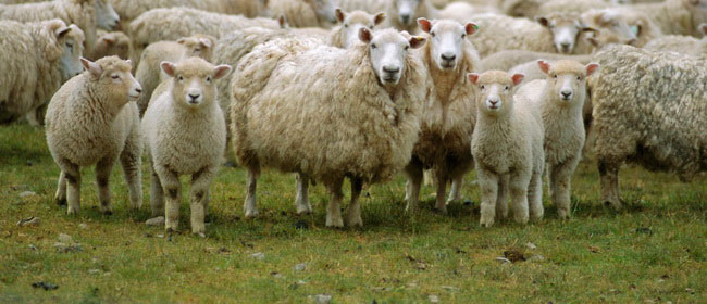 کرمانشاه از استانهای پرخطر در زمینه "کریمه کنگو" است کرمانشاه از استانهای پرخطر در زمینه "کریمه کنگو" است