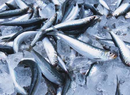 کشف 30 قطعه ماهی از صیادان متخلف در کنگاور