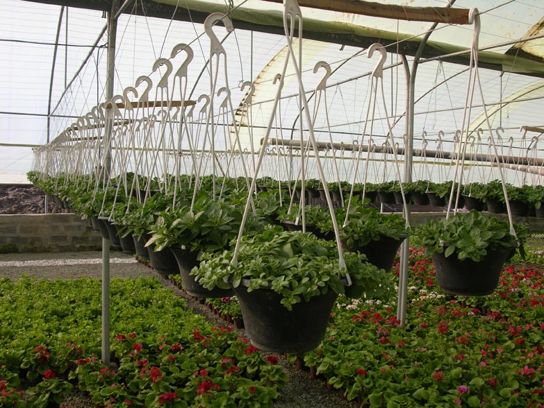 ۲ شهرک کشاورزی درکرمانشاه احداث می شود/ توسعه واحدهای گلخانه ای 