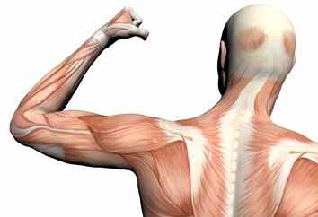  5 حرکت ورزشی برای تقویت عضلات سه سر بازو (عضلات پشت بازرو) 