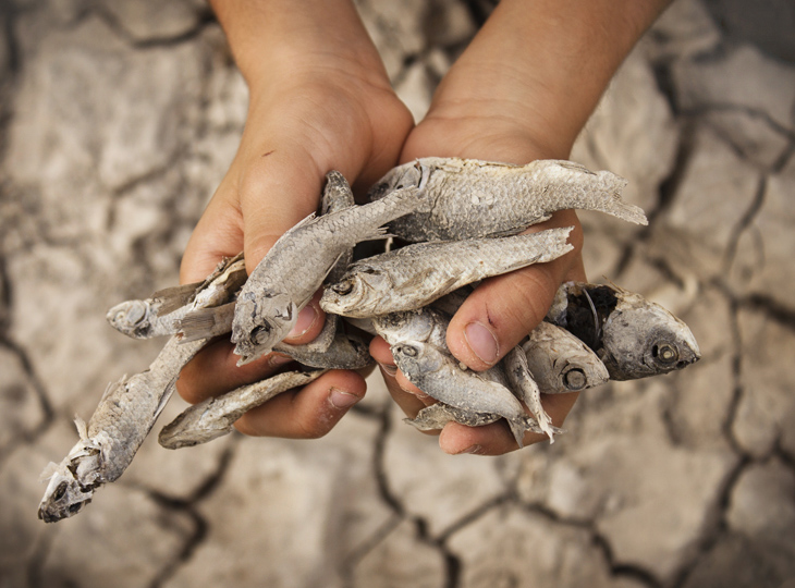 ماهیها و لاکپشتهای "سراب نیلوفر" مردند ماهیها و لاکپشتهای "سراب نیلوفر" مردند