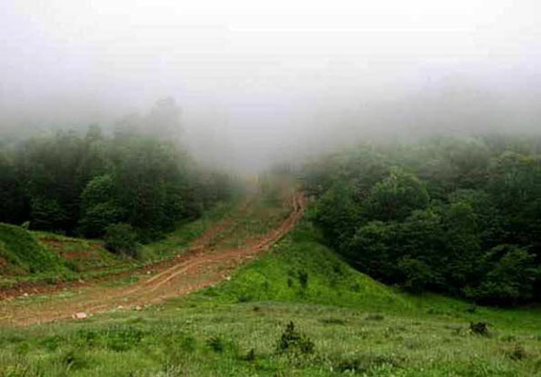 ۱۰ هزار هکتار از جنگلهای بلوط کرمانشاه برش بهداشتی شدند ۱۰ هزار هکتار از جنگلهای بلوط کرمانشاه برش بهداشتی شدند
