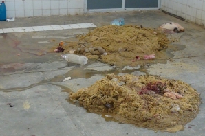 تولید گوشت با طعم میکروب و فاضلاب در گیلانغرب +تصویر تولید گوشت با طعم میکروب و فاضلاب در گیلانغرب +تصویر