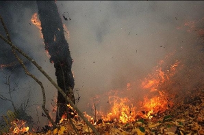 ۶۴ هکتار از مناطق حفاظت شده کرمانشاه دچار آتشسوزی شد ۶۴ هکتار از مناطق حفاظت شده کرمانشاه دچار آتشسوزی شد
