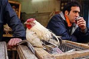 از تهدید سلامت شهروندان تا کارآفرینی با کمک مرغ زنده