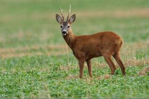  «شوکا» به عنوان نماد زیست محیطی ورزش کرمانشاه رونمایی شد 