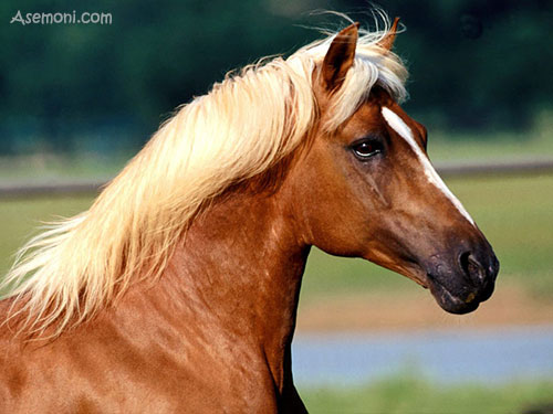 جشنواره ملی زیبایی اسب در کرمانشاه برگزار می‌شود