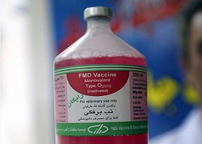 دام های استان کرمانشاه علیه بیماری تب برفکی واکسینه می شوند دام های استان کرمانشاه علیه بیماری تب برفکی واکسینه می شوند