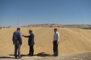 پرداخت ۹۳ درصد از مطالبات گندم کاران کرمانشاهی پرداخت ۹۳ درصد از مطالبات گندم کاران کرمانشاهی