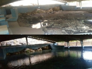 افزایش بیش از 1000درصدی دبی آب سراب هرسین