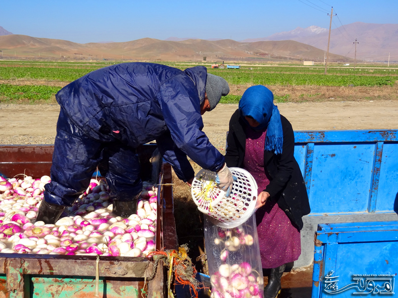  آغاز برداشت شلغم از مزارع روستای سراسیاب و سیاچقاه شهرستان صحنه