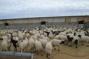 	طناب مشکلات بر گردن بره سفید ویژنان/ تهدید اشتغال 40 نفر در گیلانغرب 