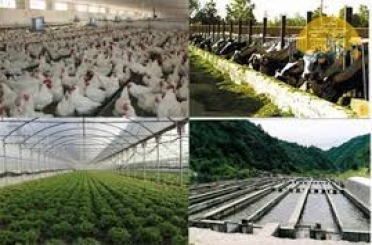 	بازار ماکیان محلی کرمانشاه در معرض رکود فراگیر/ یک تولید کننده: کاش آقای روحانی قبل از دیدار با سرمایه داران آمریکایی حال ما را هم می پرسید 