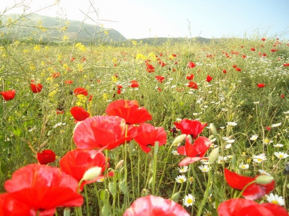 	طبیعت زیبای شهرستان جوانرود در چهار فصل سال 