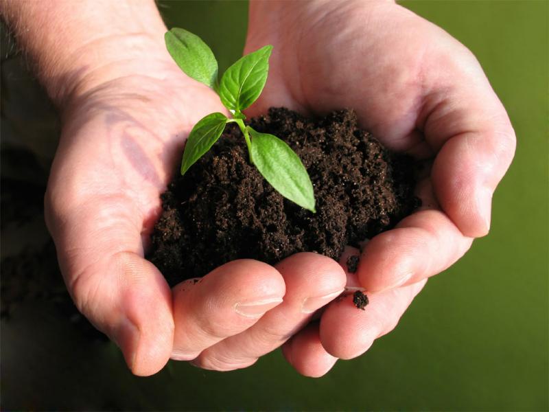 	کرمانشاه قطب تولید محصولات ارگانیک/از انار پاوه تا عسل شاهو و اورامان 