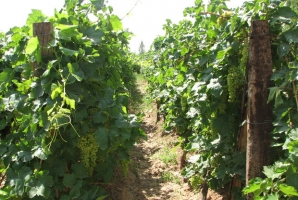 	افتتاح چند طرح کشاورزی همزمان با دهه فجر در استان کرمانشاه 