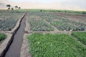 	امحای ۱۸۰ هکتار سبزی کاری آلوده در کرمانشاه 