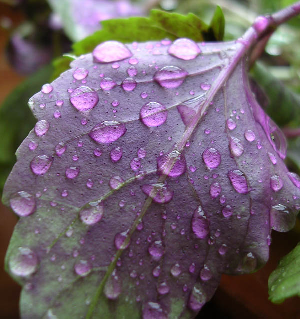 خواص ریحان در طب سنتی خواص ریحان در طب سنتی