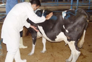 	قرنطینه دام‌های مبتلا به تب برفکی در استان کرمانشاه انجام می‌شود 