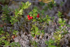 	لزوم مشارکت مردمی در حفاظت از منابع طبیعی استان کرمانشاه 
