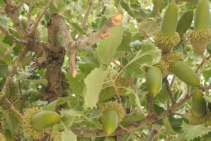 	اولین باغ بلوط کرمانشاه افتتاح می شود/ توزیع ۱۰ هزار اصله نهال 