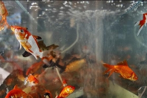  توصیه های بهداشتی دامپزشکی کرمانشاه برای خرید و نگهداری ماهی قرمز 