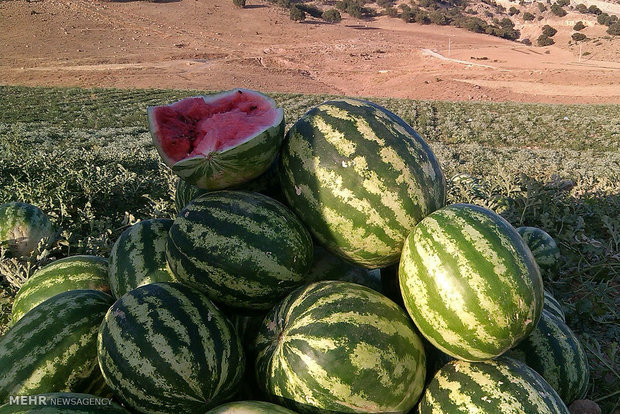 تخم هندوانه برای سلامت قلب مفید است تخم هندوانه برای سلامت قلب مفید است