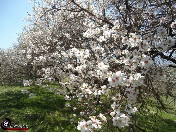 	خودنمایی شکوفه های بهاری در طبیعت شهرستان جوانرود 