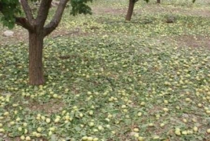 	اختصاص۶۰۰میلیاردبرای جبران خسارات وارده به باغات وزراعات کرمانشاه 