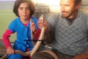 	اجاره نشینی مارها در خانه یک خانواده در روانسر/ وقتی حیوانات ترسناک اسباب بازی کودکان می شود + تصاویر 