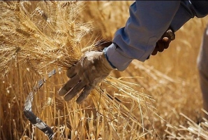 پیش بینی تولید ۸۵۰ هزار تن گندم در استان کرمانشاه پیش بینی تولید ۸۵۰ هزار تن گندم در استان کرمانشاه