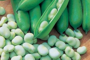 	آغاز برداشت محصول نوبرانه باقلا در سرپل ذهاب/ بیش از 7هزار تن باقلا از مزارع شهرستان برداشت خواهد شد 