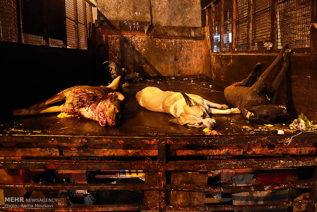 برخورد جدی پلیس فتا با حیوان آزارها در فضای سایبری برخورد جدی پلیس فتا با حیوان آزارها در فضای سایبری